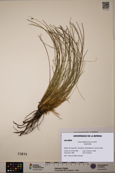 Carex setifolia [Espécimen: ULS:ULS:0023679]