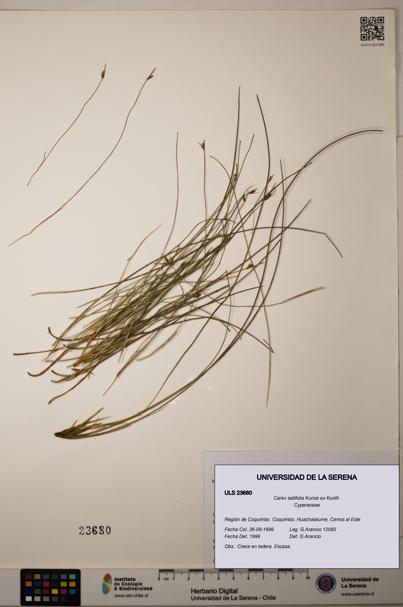 Carex setifolia [Espécimen: ULS:ULS:0023680]