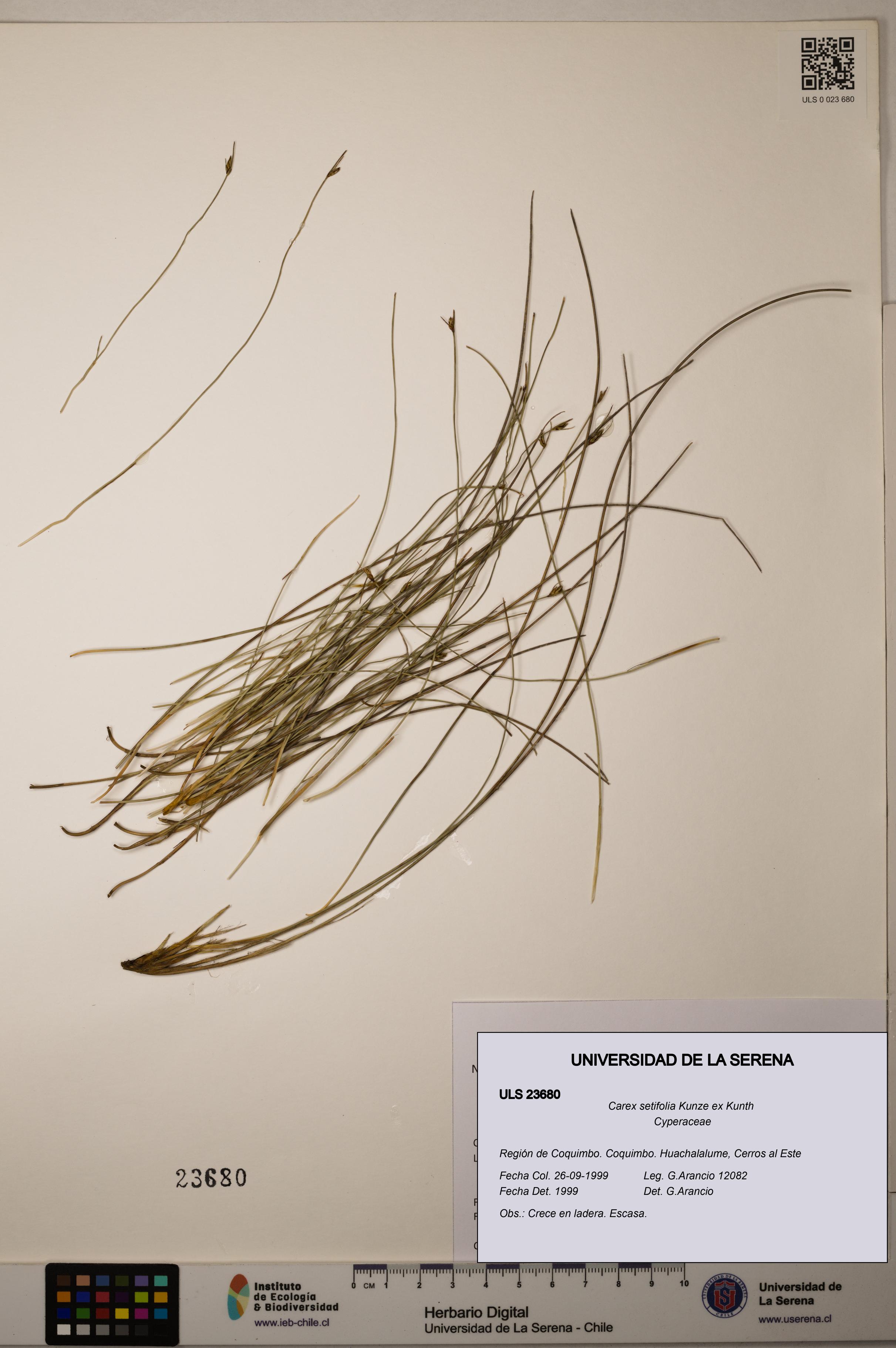 Carex setifolia [Espécimen: ULS:ULS:0023680]