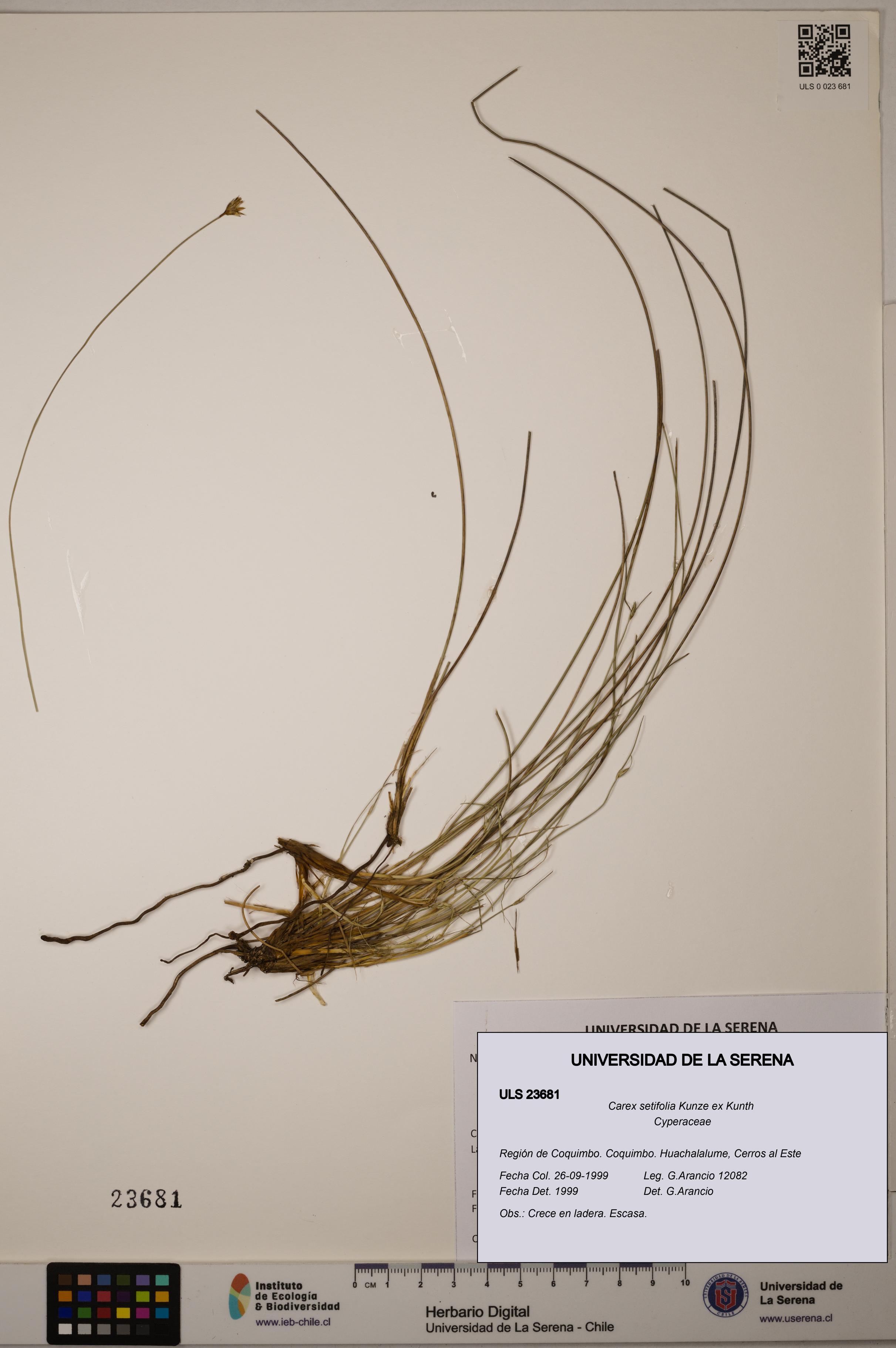 Carex setifolia [Espécimen: ULS:ULS:0023681]