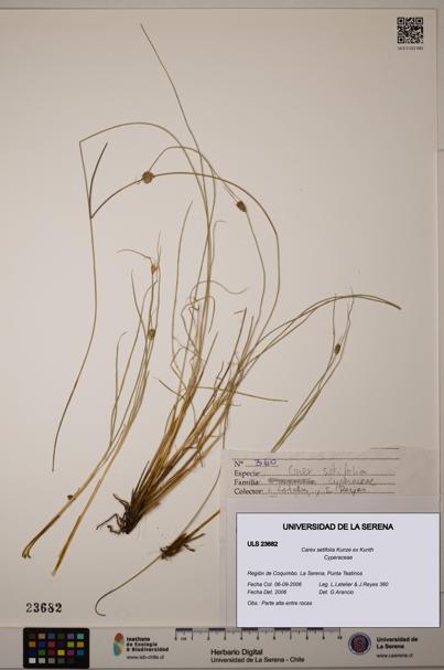 Carex setifolia [Espécimen: ULS:ULS:0023682]