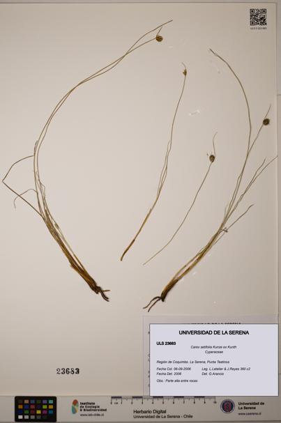 Carex setifolia [Espécimen: ULS:ULS:0023683]