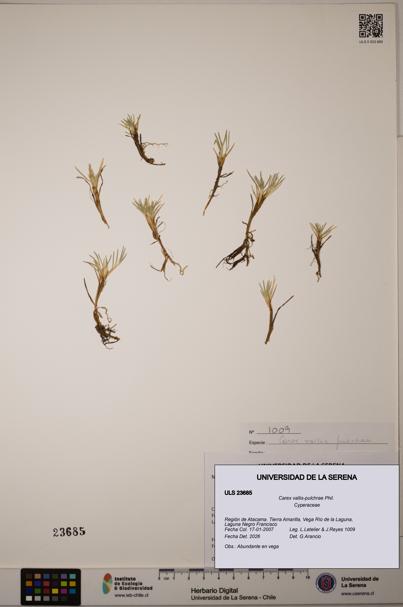 Carex vallis-pulchrae [Espécimen: ULS:ULS:0023685]