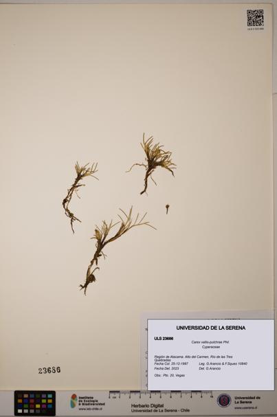 Carex vallis-pulchrae [Espécimen: ULS:ULS:0023686]