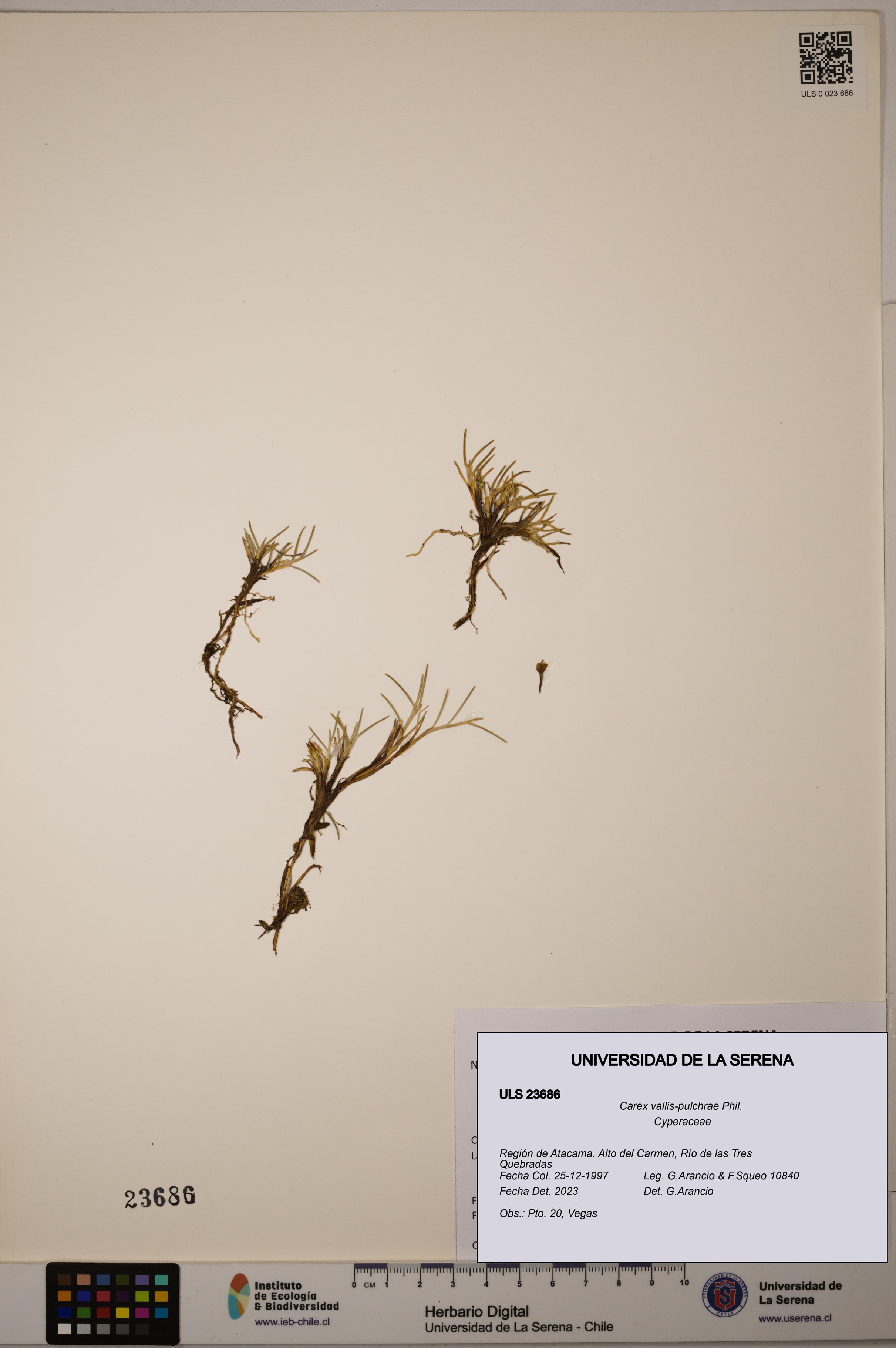 Carex vallis-pulchrae [Espécimen: ULS:ULS:0023686]