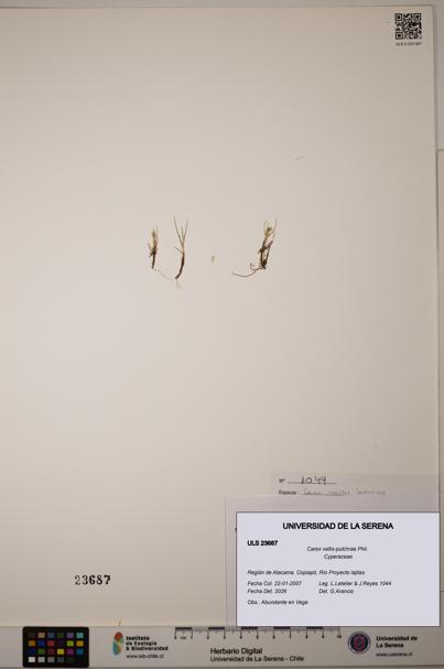 Carex vallis-pulchrae [Espécimen: ULS:ULS:0023687]