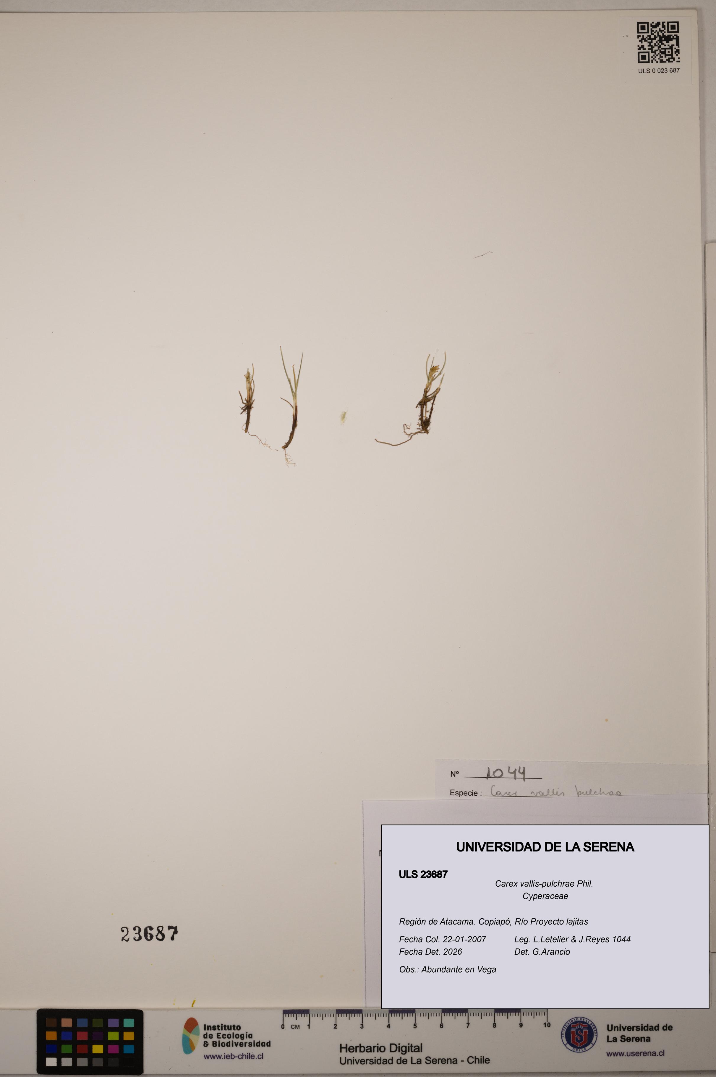 Carex vallis-pulchrae [Espécimen: ULS:ULS:0023687]