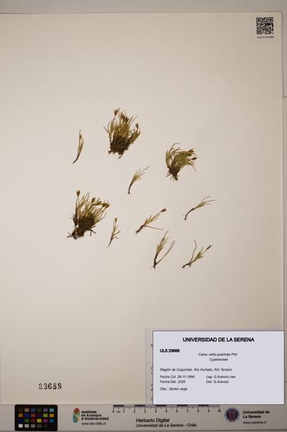Carex vallis-pulchrae [Espécimen: ULS:ULS:0023688]