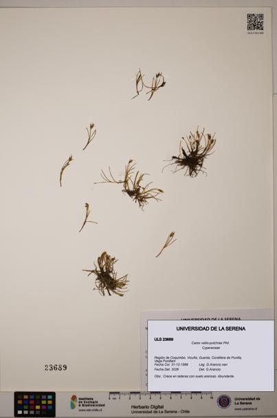 Carex vallis-pulchrae [Espécimen: ULS:ULS:0023689]