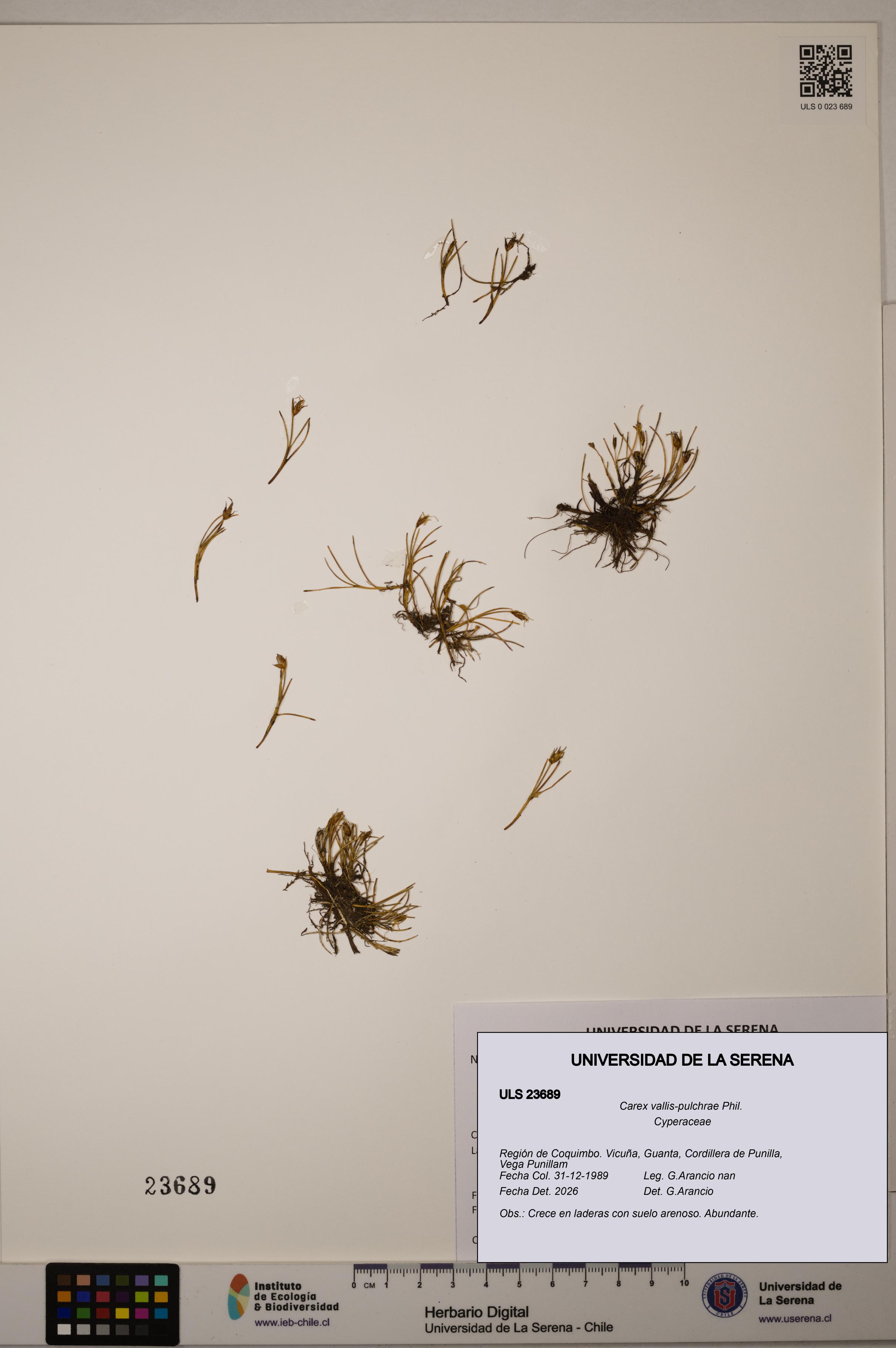 Carex vallis-pulchrae [Espécimen: ULS:ULS:0023689]