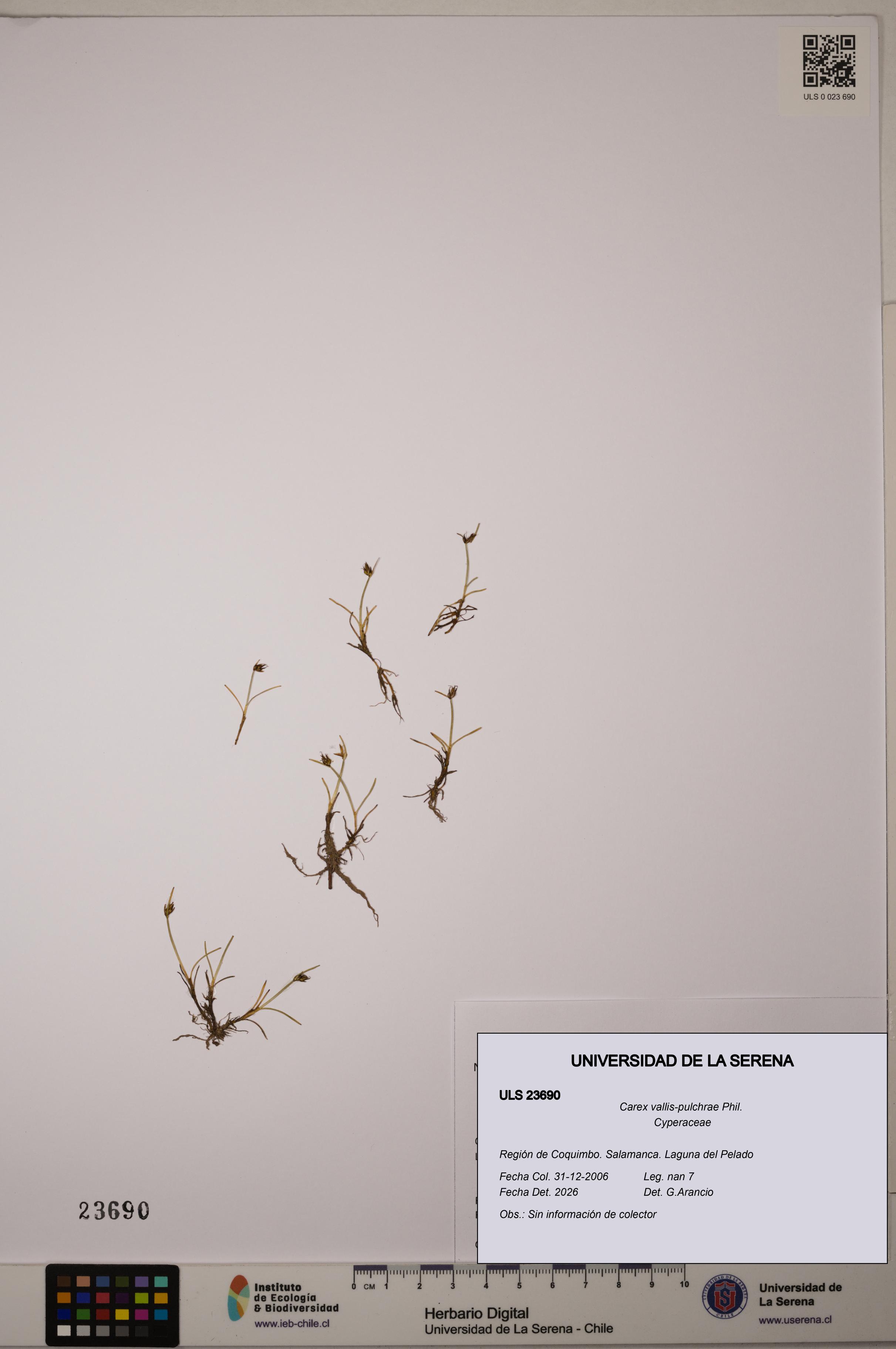 Carex vallis-pulchrae [Espécimen: ULS:ULS:0023690]
