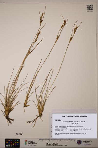 Carpha schoenoides [Espécimen: ULS:ULS:0023693]