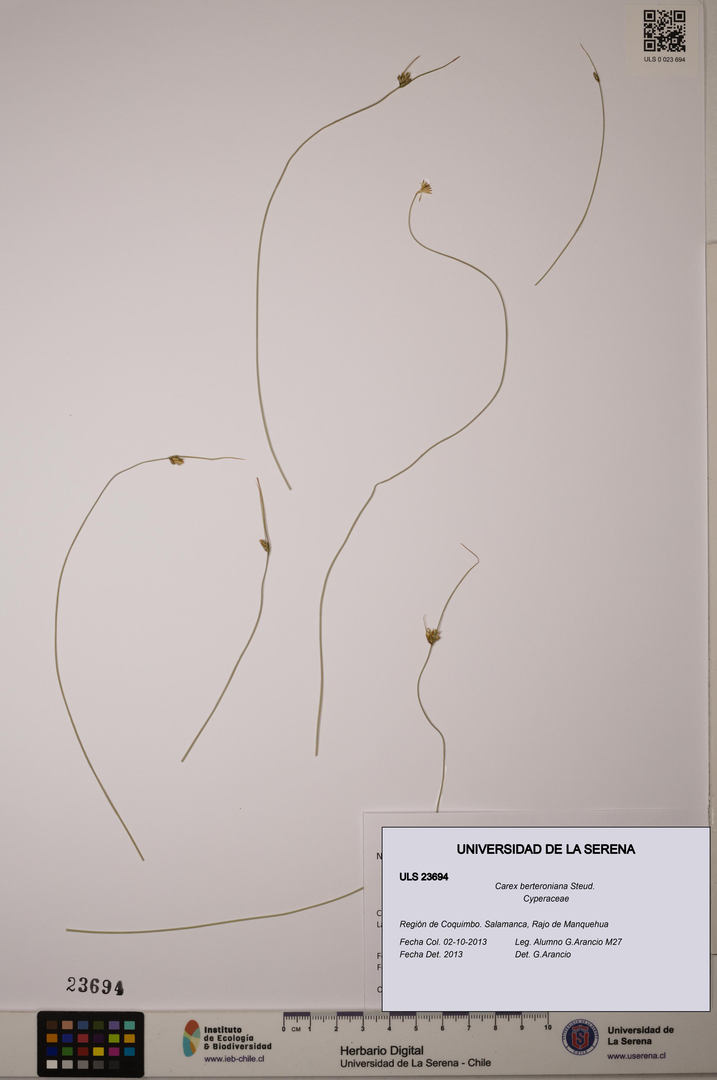 Carex berteroniana [Espécimen: ULS:ULS:0023694]