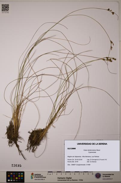 Carex berteroniana [Espécimen: ULS:ULS:0023695]