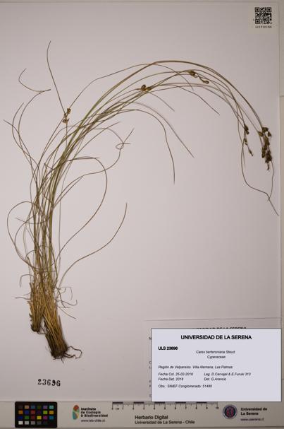 Carex berteroniana [Espécimen: ULS:ULS:0023696]