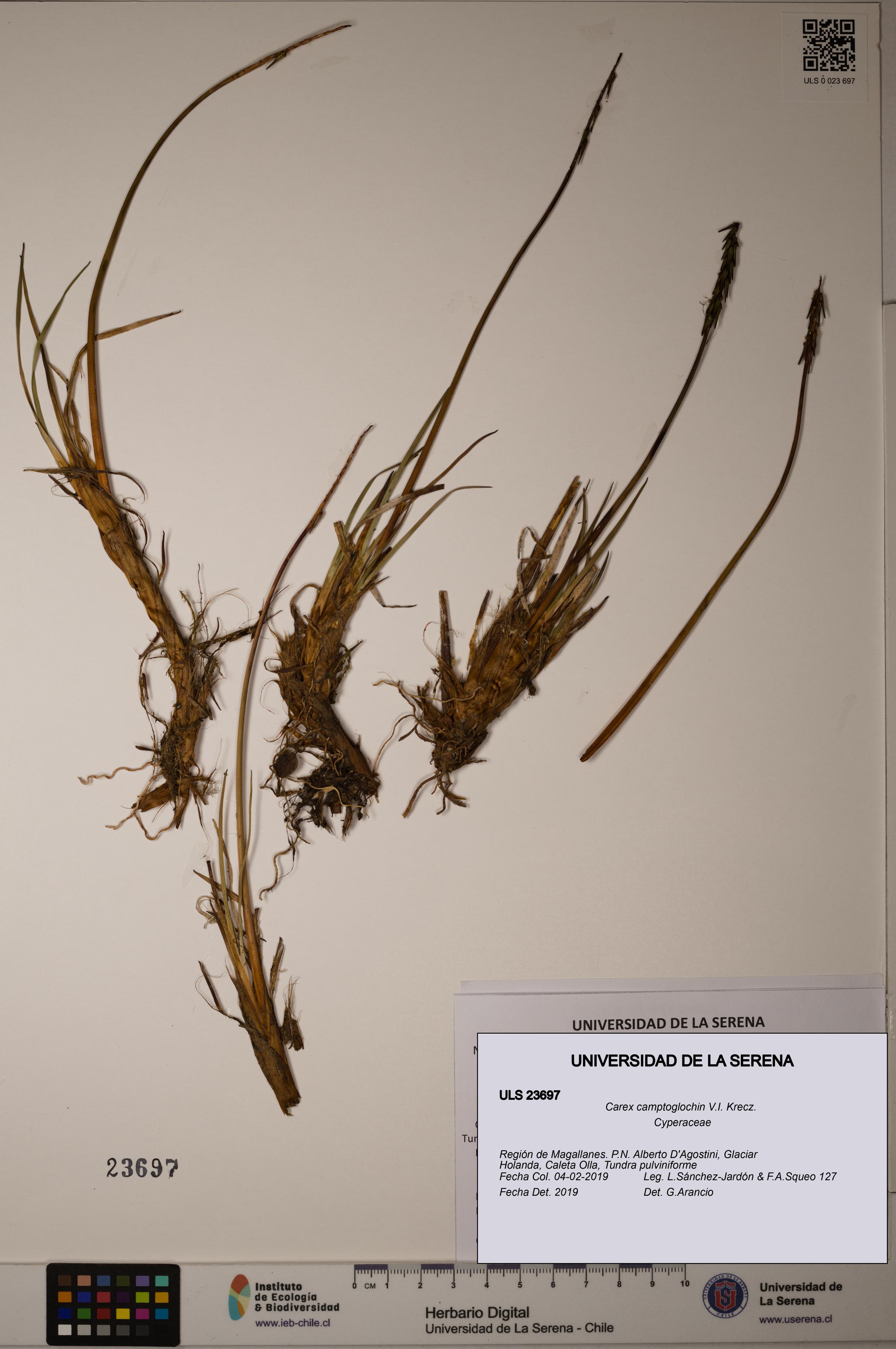 Carex camptoglochin [Espécimen: ULS:ULS:0023697]