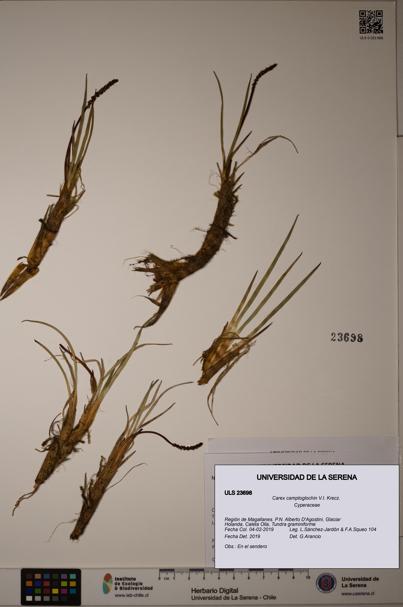 Carex camptoglochin [Espécimen: ULS:ULS:0023698]