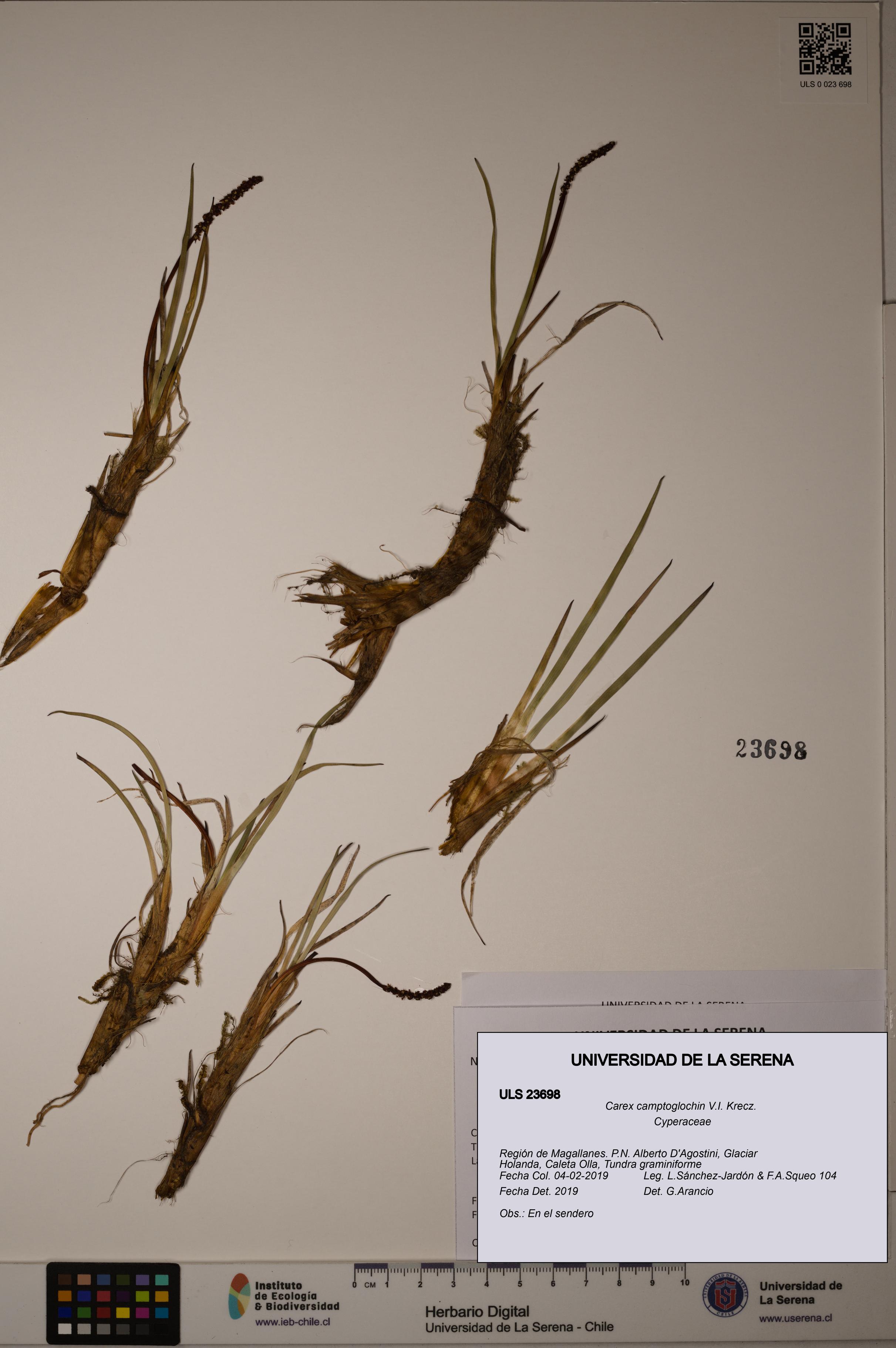 Carex camptoglochin [Espécimen: ULS:ULS:0023698]