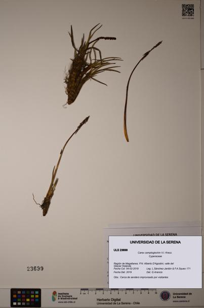 Carex camptoglochin [Espécimen: ULS:ULS:0023699]