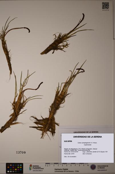 Carex camptoglochin [Espécimen: ULS:ULS:0023700]