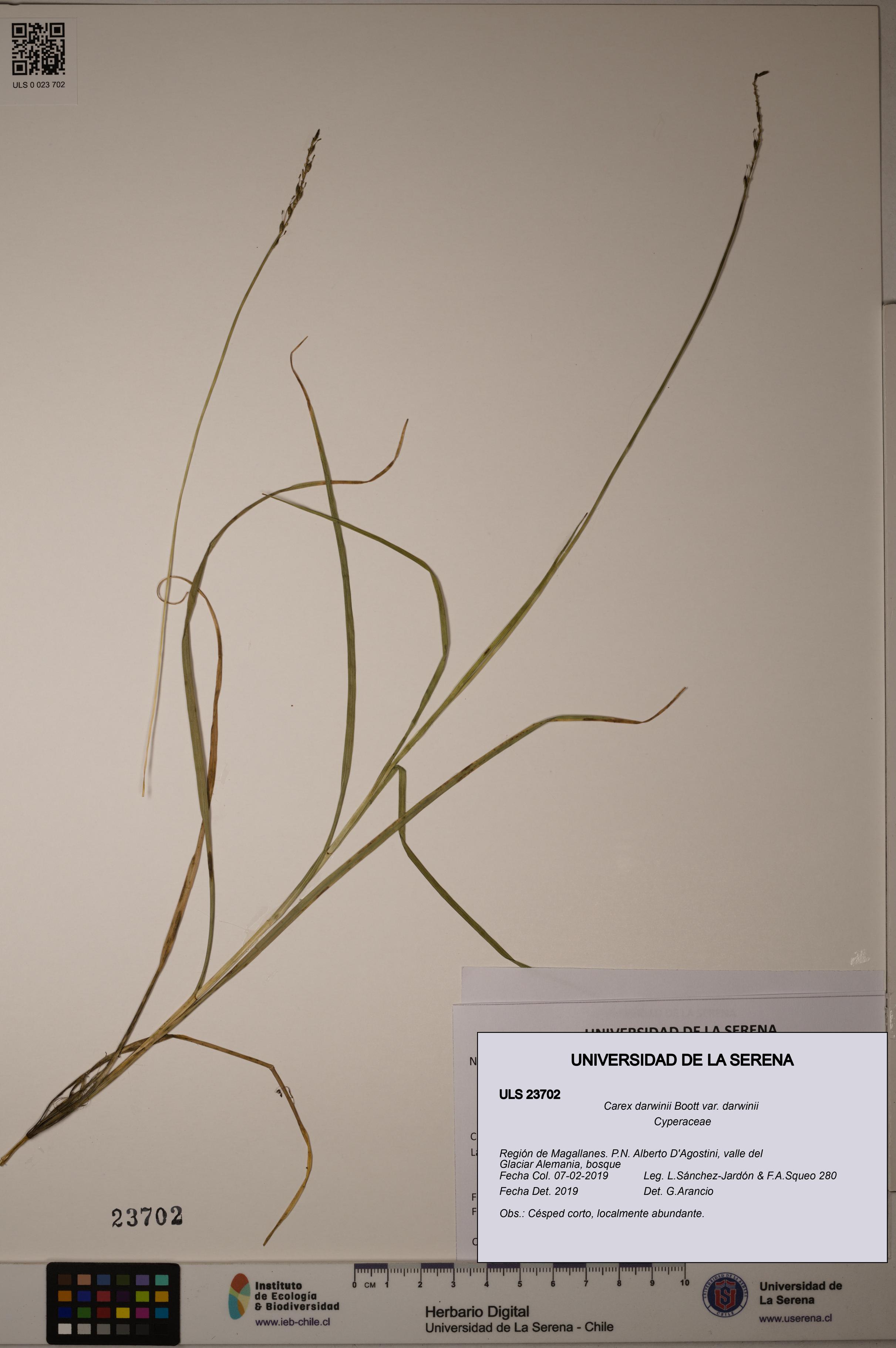 Carex darwinii var. darwinii [Espécimen: ULS:ULS:0023702]