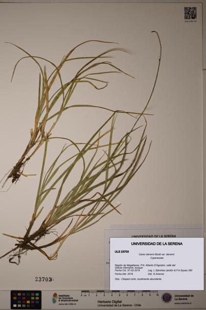 Carex darwinii var. darwinii [Espécimen: ULS:ULS:0023703]