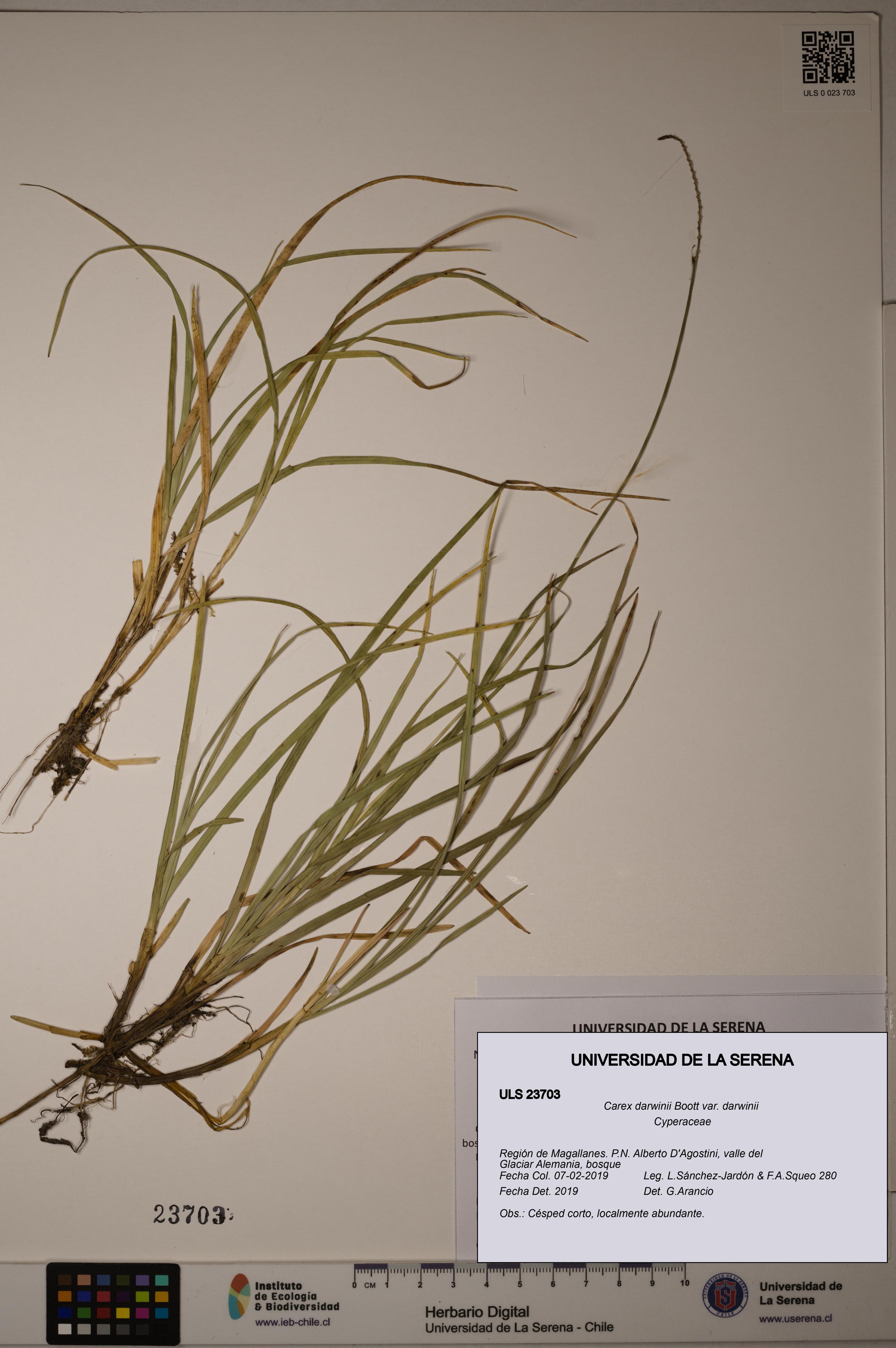 Carex darwinii var. darwinii [Espécimen: ULS:ULS:0023703]