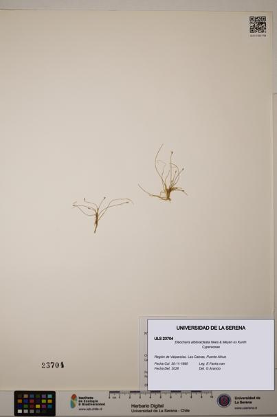 Eleocharis albibracteata [Espécimen: ULS:ULS:0023704]