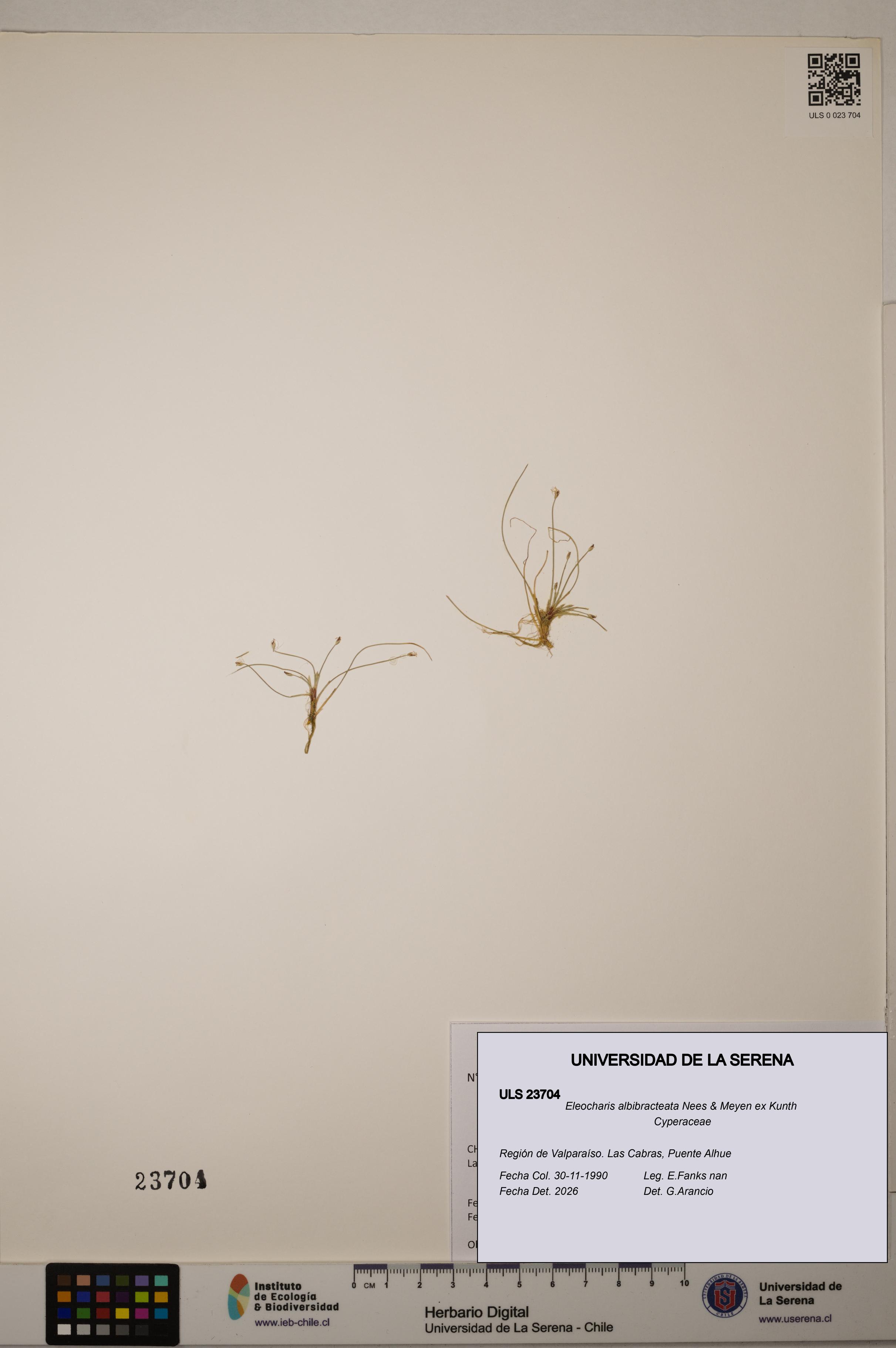 Eleocharis albibracteata [Espécimen: ULS:ULS:0023704]