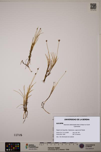 Eleocharis albibracteata [Espécimen: ULS:ULS:0023705]
