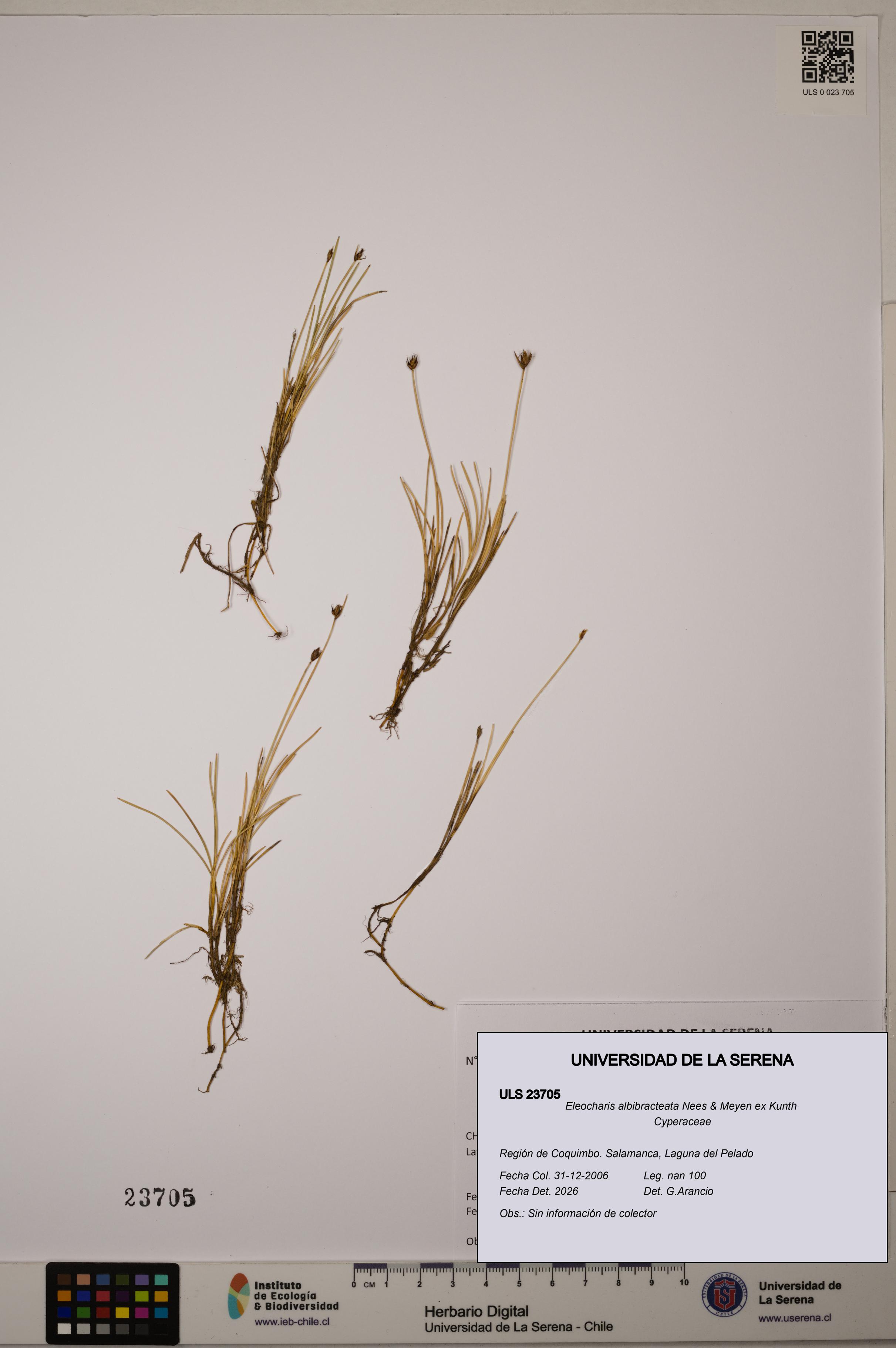 Eleocharis albibracteata [Espécimen: ULS:ULS:0023705]