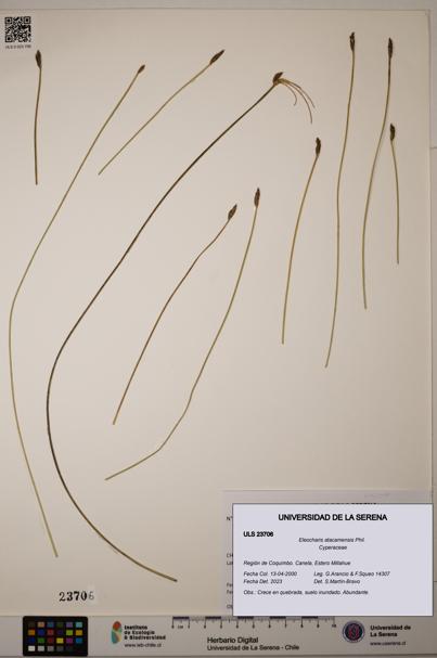 Eleocharis atacamensis [Espécimen: ULS:ULS:0023706]