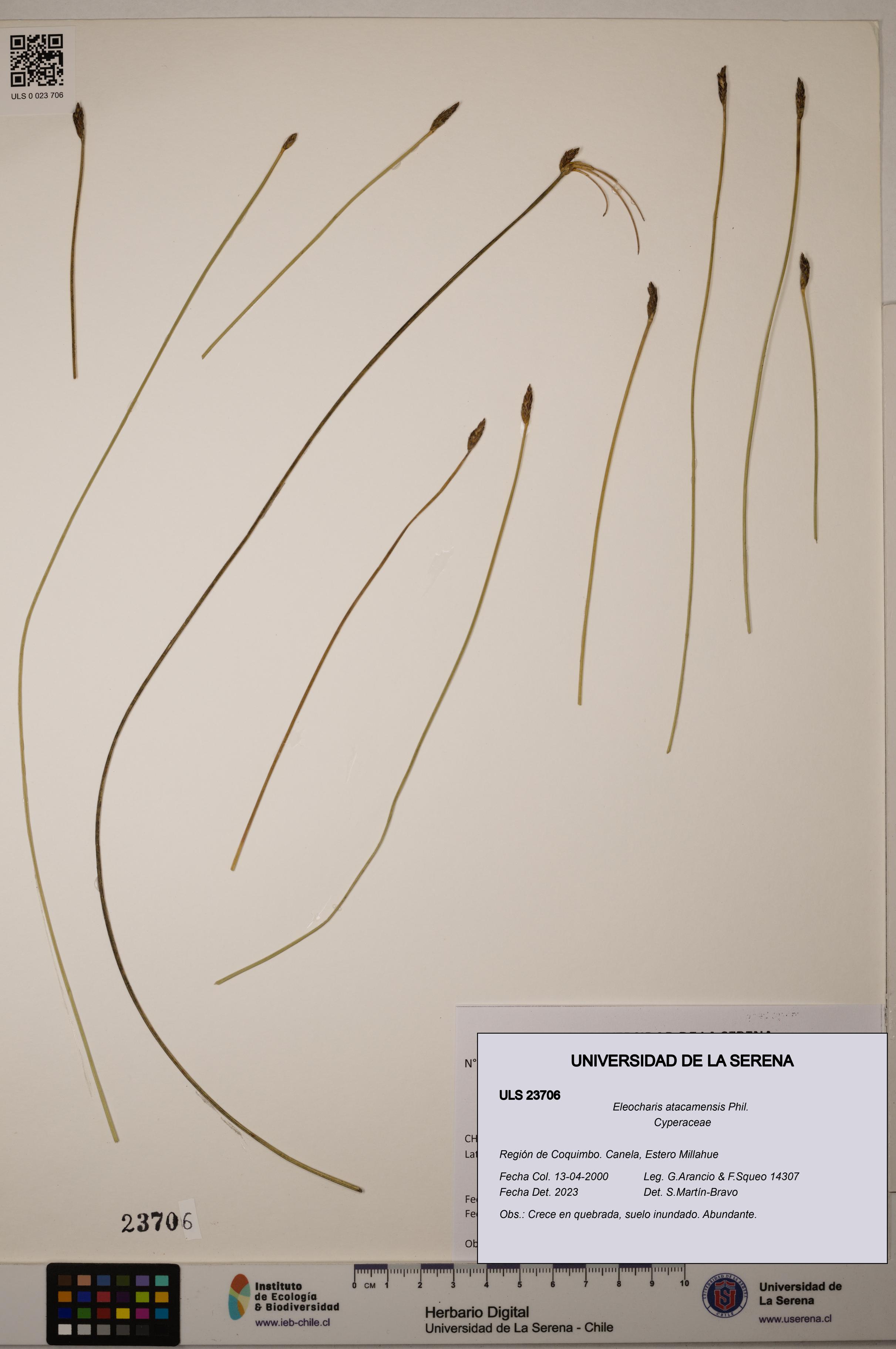 Eleocharis atacamensis [Espécimen: ULS:ULS:0023706]