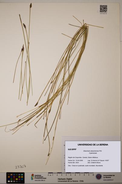 Eleocharis atacamensis [Espécimen: ULS:ULS:0023707]