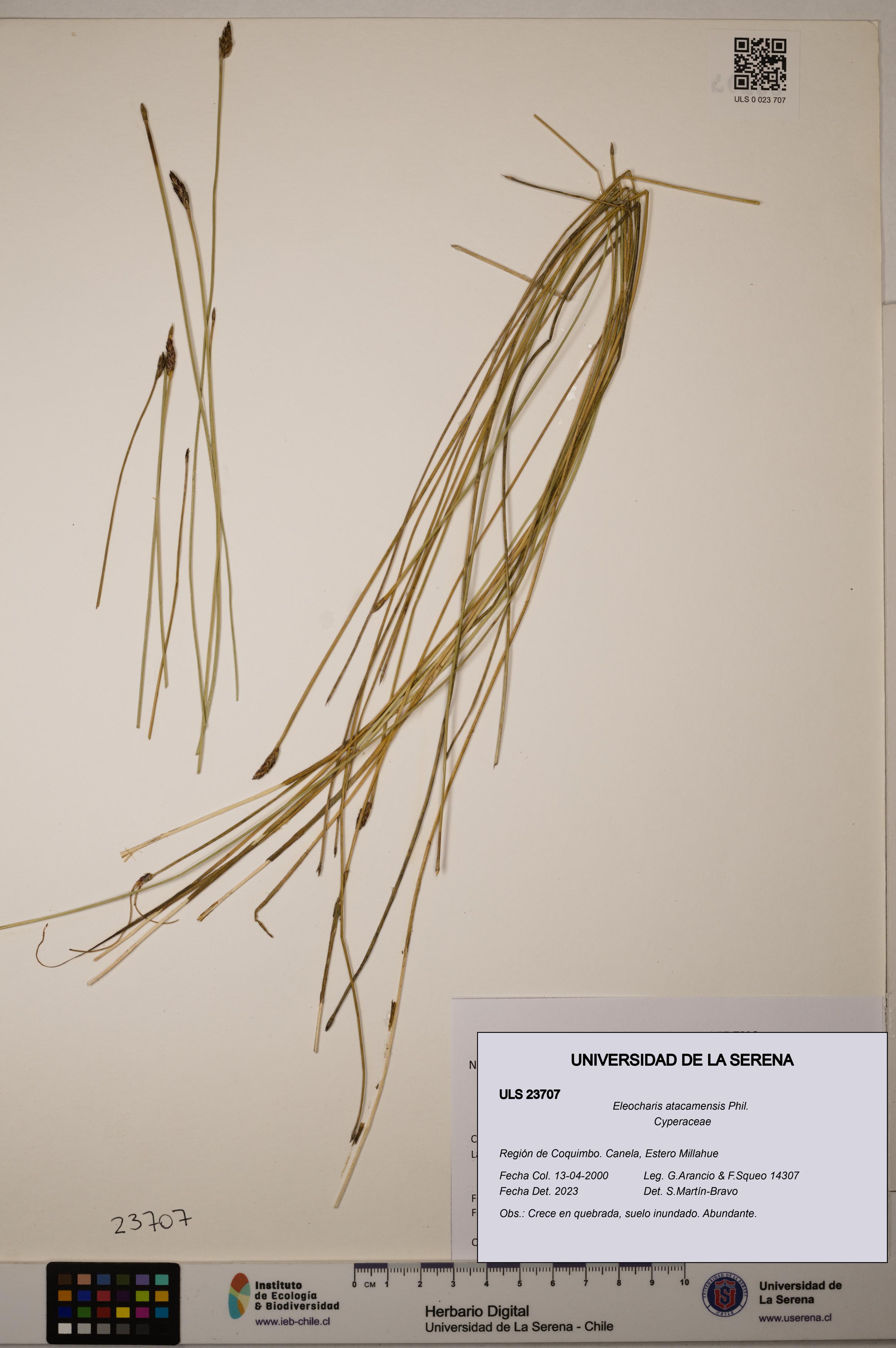 Eleocharis atacamensis [Espécimen: ULS:ULS:0023707]