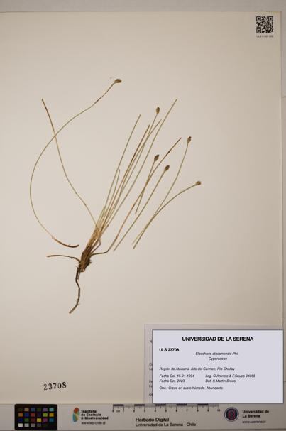 Eleocharis atacamensis [Espécimen: ULS:ULS:0023708]