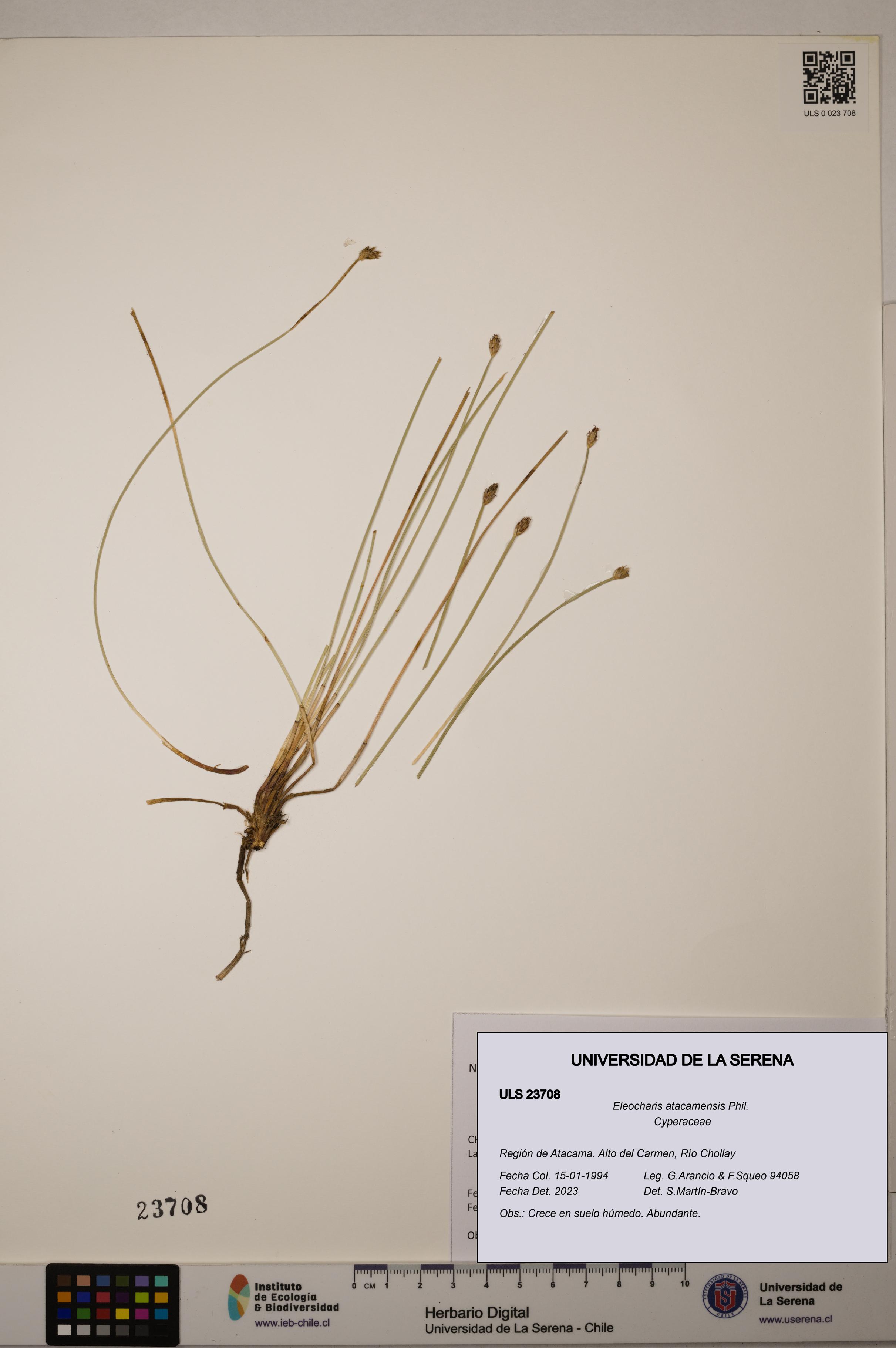 Eleocharis atacamensis [Espécimen: ULS:ULS:0023708]