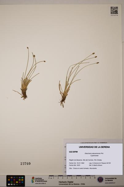 Eleocharis atacamensis [Espécimen: ULS:ULS:0023709]