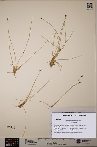 Eleocharis atacamensis [Espécimen: ULS:ULS:0023710]