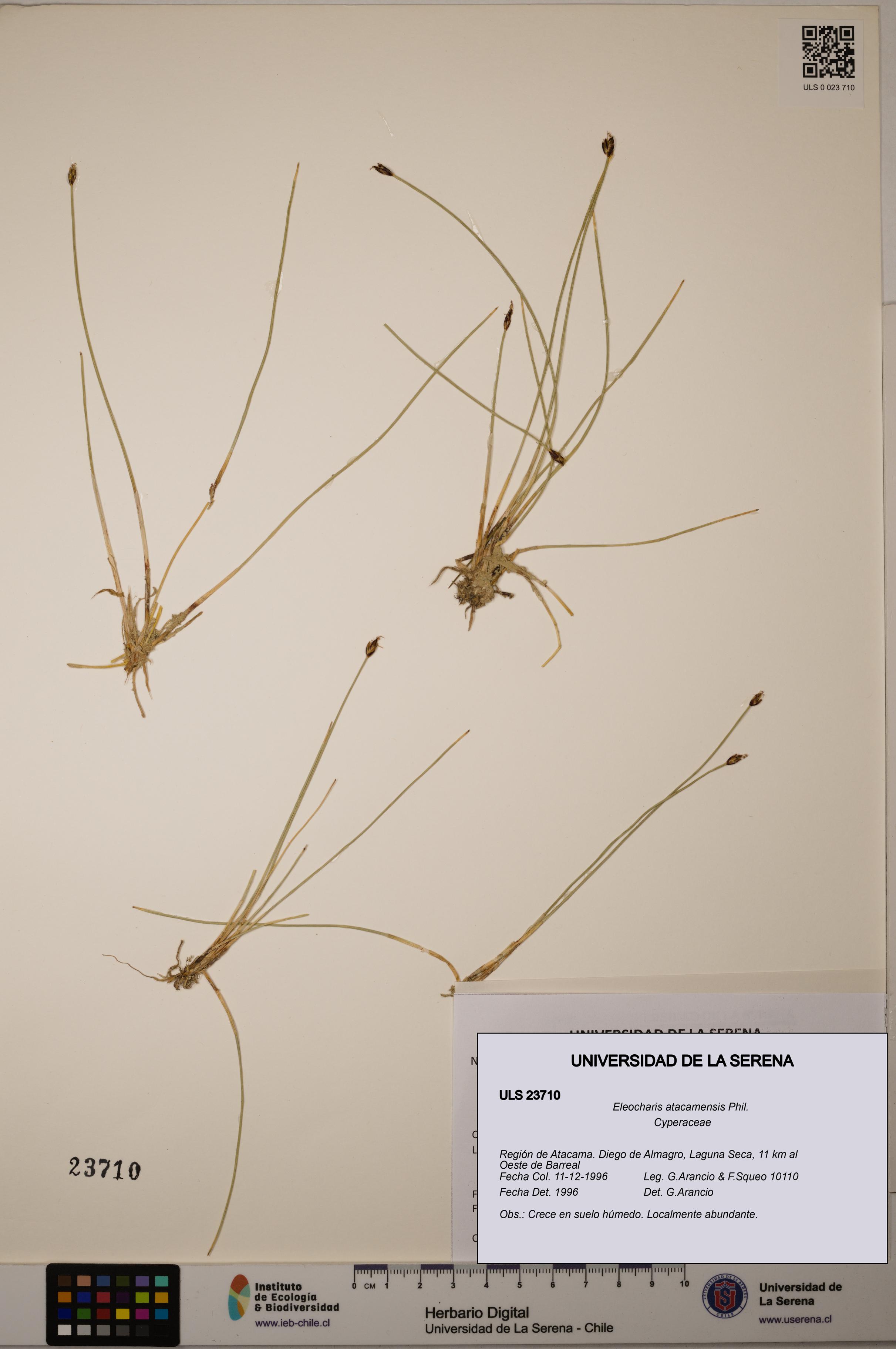 Eleocharis atacamensis [Espécimen: ULS:ULS:0023710]