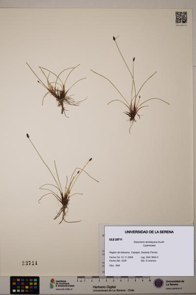 Eleocharis dombeyana [Espécimen: ULS:ULS:0023711]