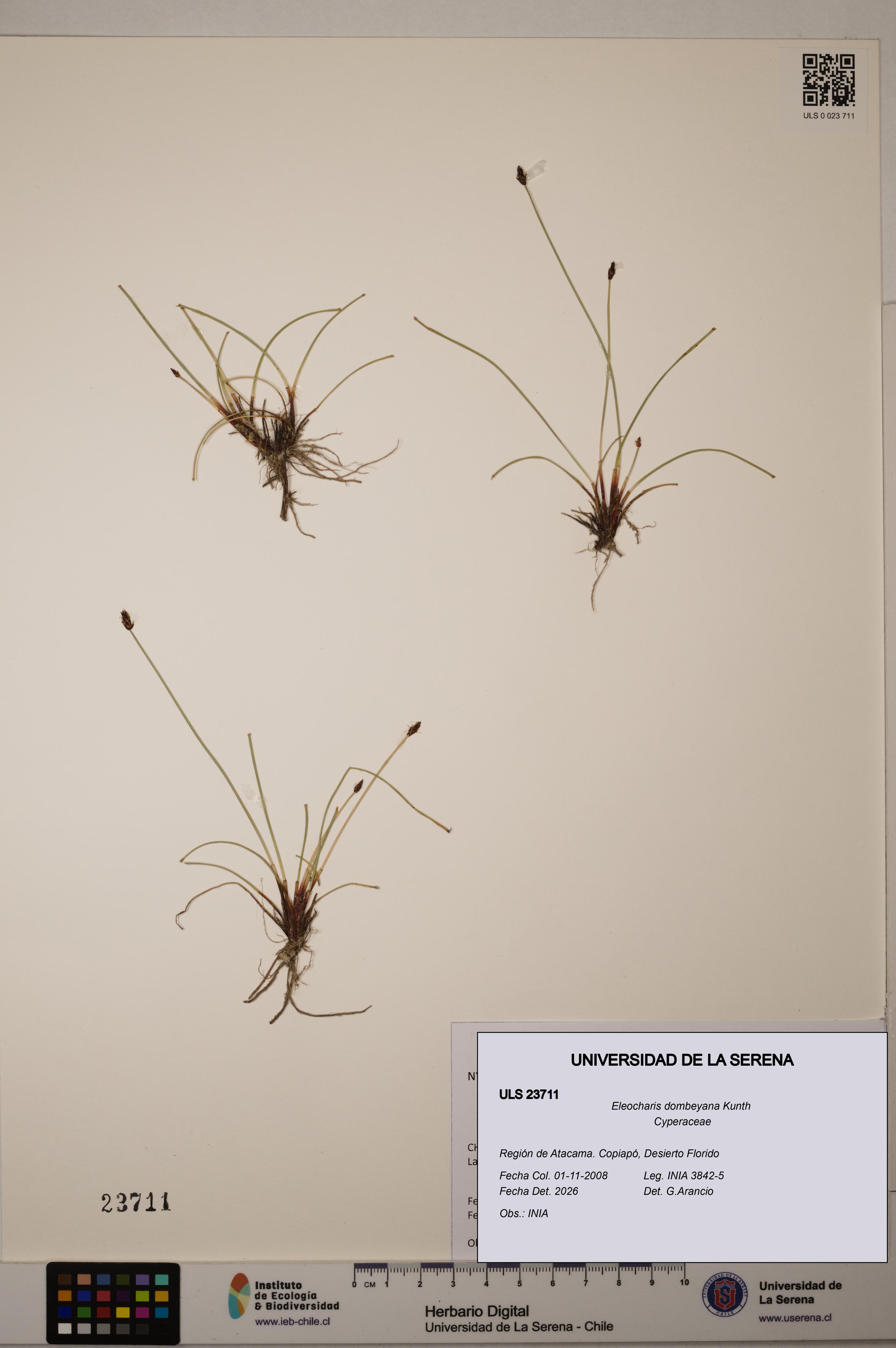 Eleocharis dombeyana [Espécimen: ULS:ULS:0023711]