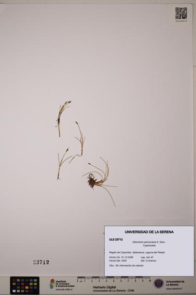 Eleocharis pachycarpa [Espécimen: ULS:ULS:0023712]