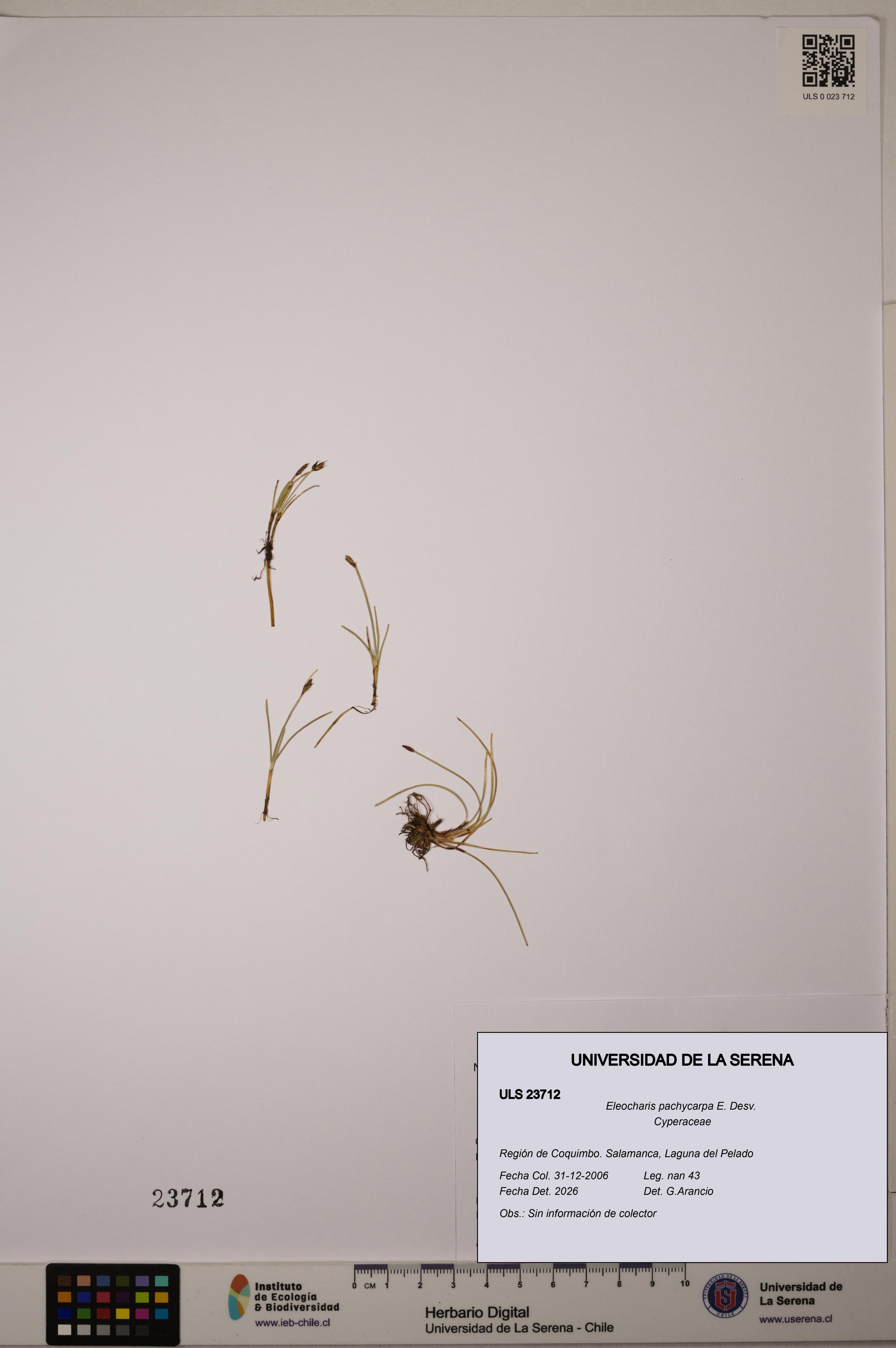 Eleocharis pachycarpa [Espécimen: ULS:ULS:0023712]