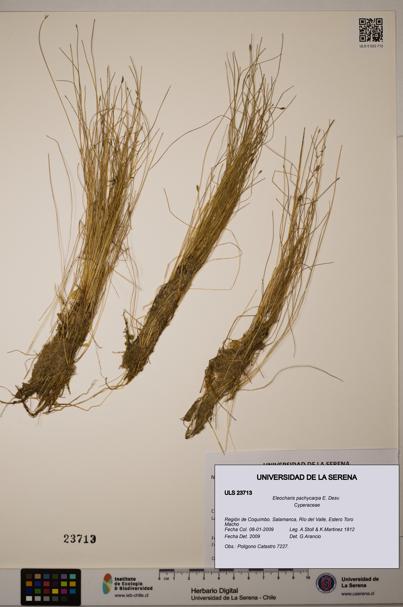 Eleocharis pachycarpa [Espécimen: ULS:ULS:0023713]