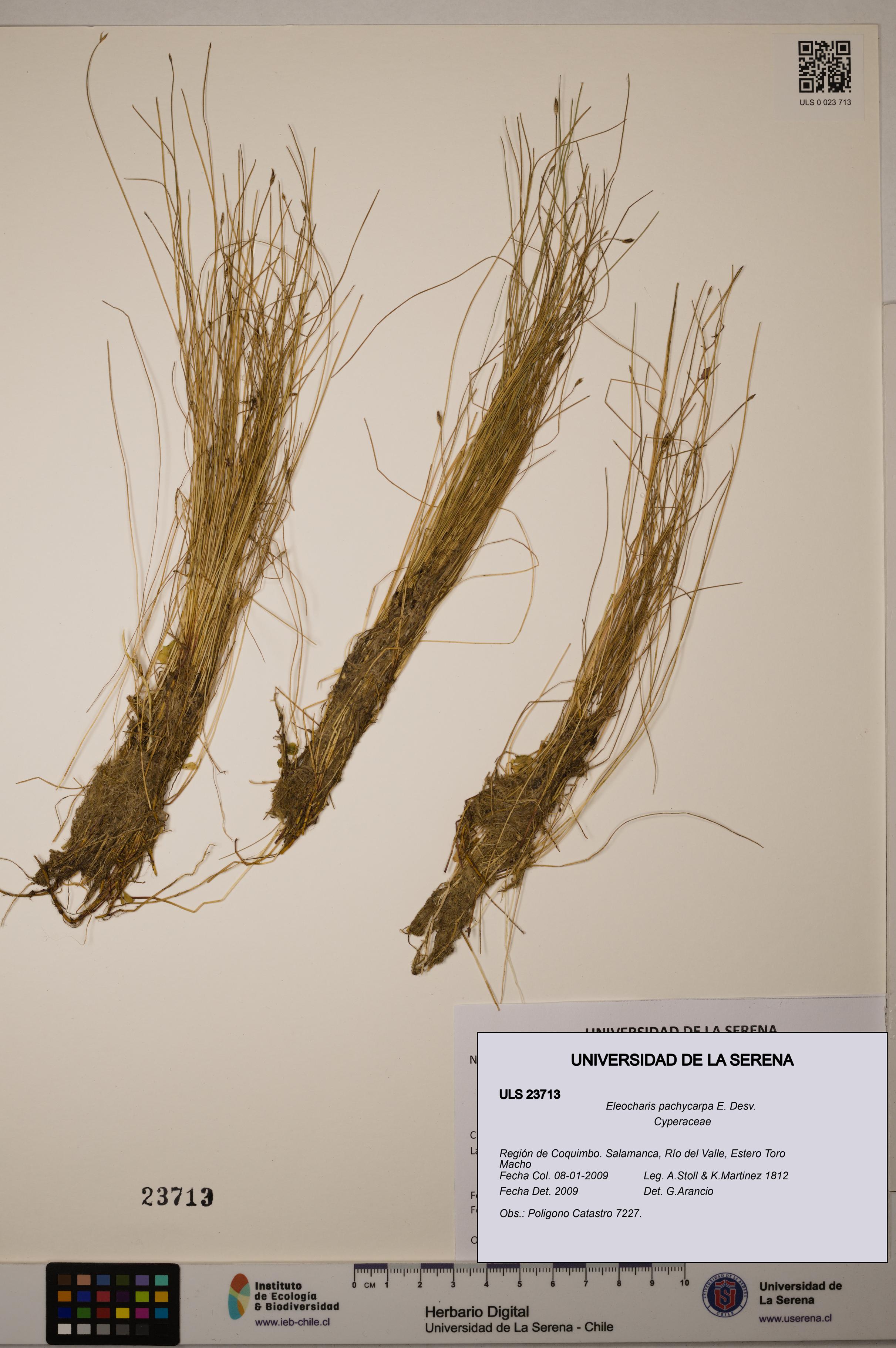 Eleocharis pachycarpa [Espécimen: ULS:ULS:0023713]
