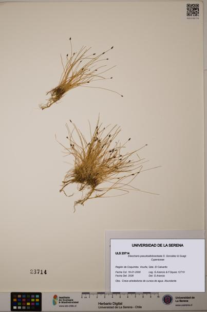 Eleocharis pseudoalbibracteata [Espécimen: ULS:ULS:0023714]