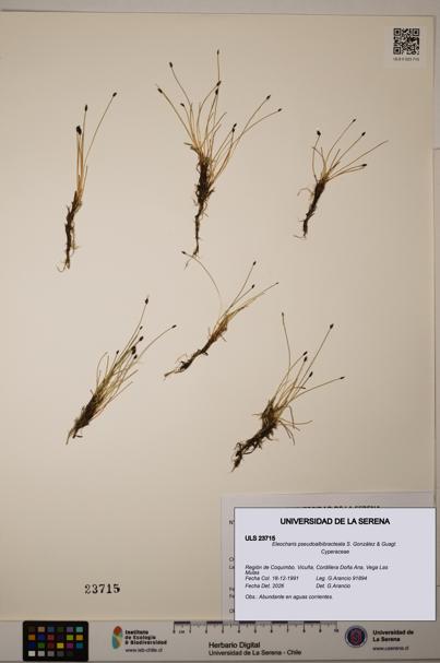 Eleocharis pseudoalbibracteata [Espécimen: ]