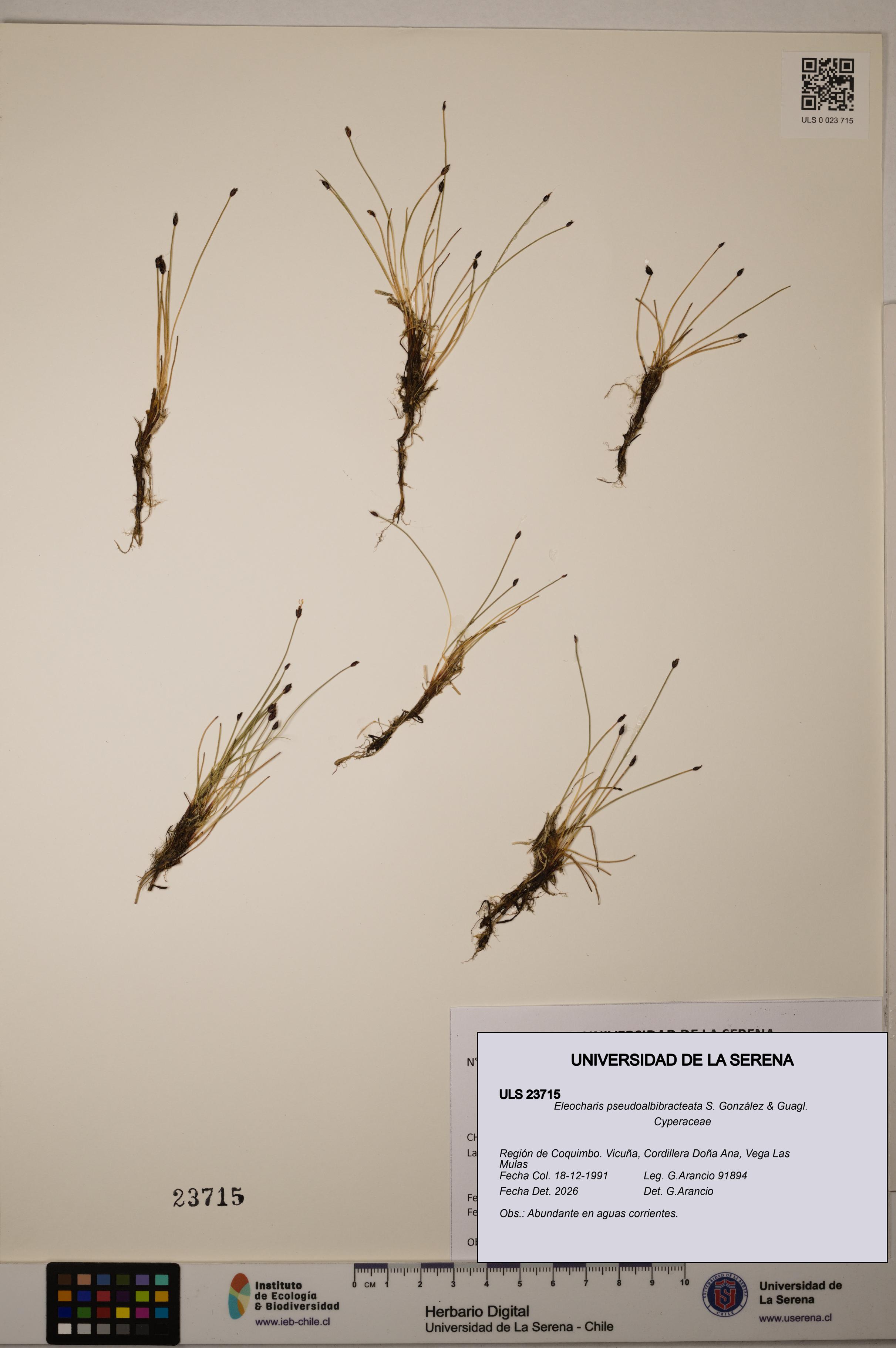 Eleocharis pseudoalbibracteata [Espécimen: ULS:ULS:0023715]