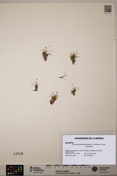 Eleocharis pseudoalbibracteata [Espécimen: ULS:ULS:0023716]